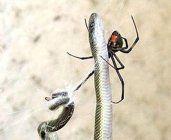 خورده شدن یک مار توسط عنکبوت!
